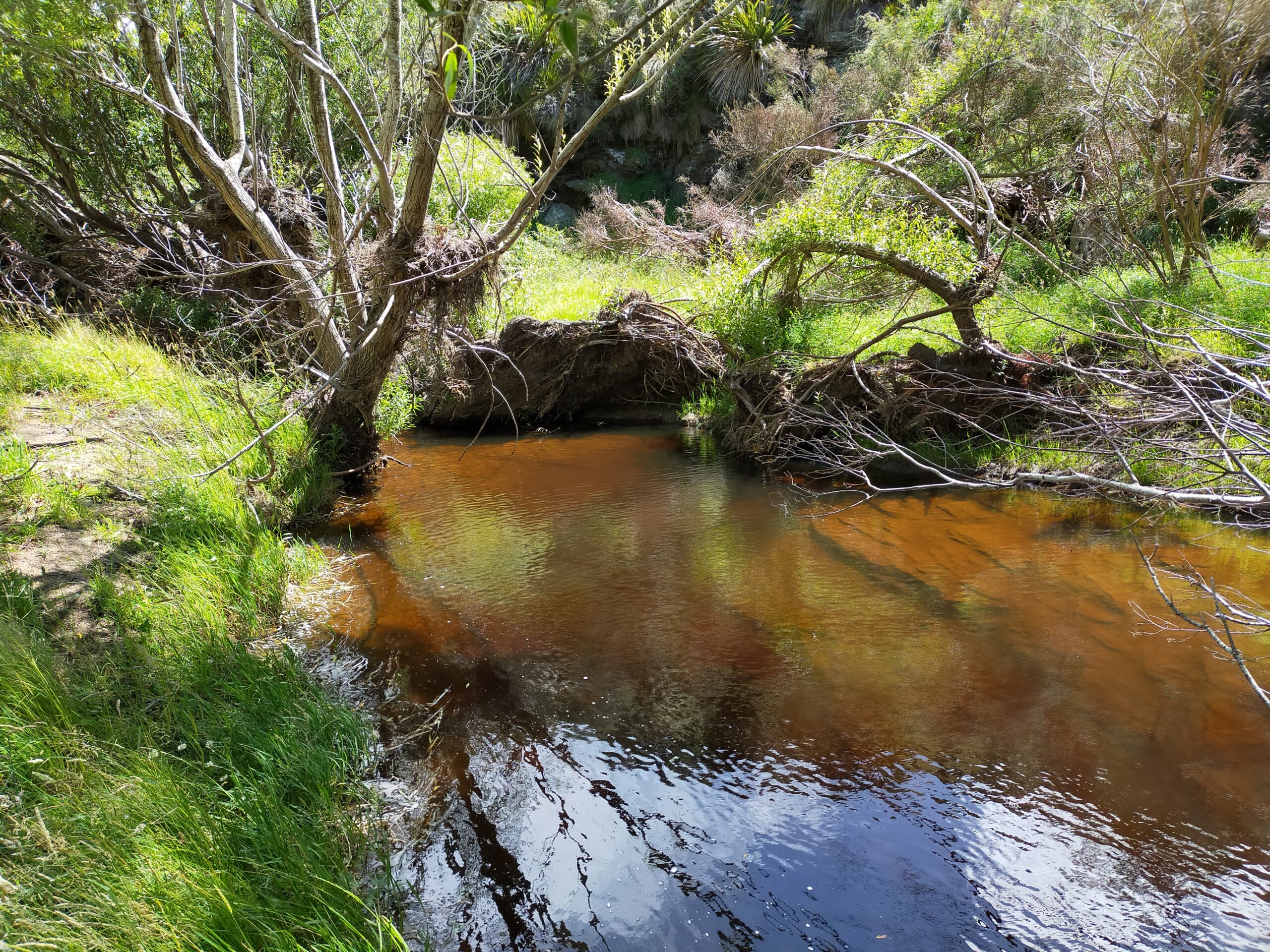Sutton Stream, Upper Taiari. The Taiari was once a food basin for our tīpuna. Today it would be unrecogniseable to them.